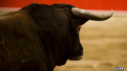 Geleneksel İşkence: Boğa Dövüştürmeleri Festival Değil İstismardır